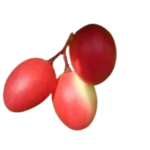 Koromcha Fruit